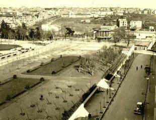 Trees that a whole country is fighting to preserve planted 70 years ago