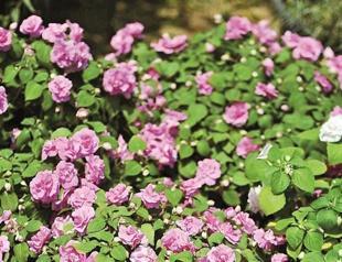 Don’t Eat My Flowers