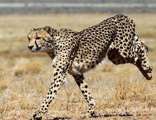 Botswana president injured in cheetah attack