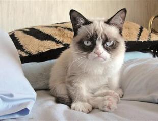 Internet sensation Grumpy stars in film