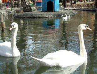 Kuğulu Park’s swans evacuated due to tear gas in Ankara