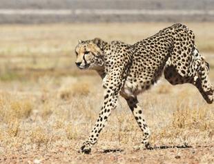 Secret of agility unveiled