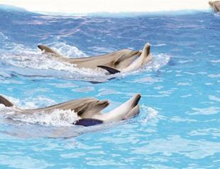 Dolphin Park closed after outcry