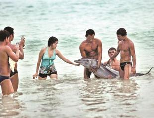 Dolphin dies after China tourist abuse