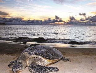 Beloved loggerhead sea turtles happy to promote hometown