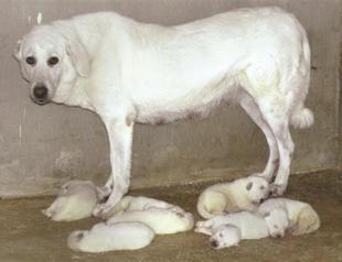 People waiting to adopt loyal puppies