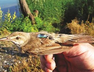 Academics to observe birds in Kızılırmak
