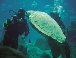 Disabled caretta now at home