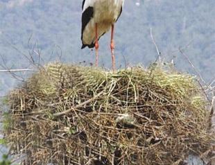 Efforts underway to prevent stork deaths
