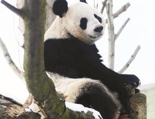 Female British panda given helping hand