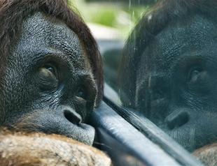 Sumatran orangutan beaten to death in Indonesia: Group