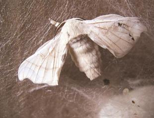 Silkworms in the dining room