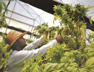 Cannabis farms steal electricity: Regulator