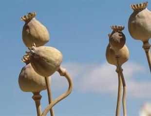 Production of opium in Afyon