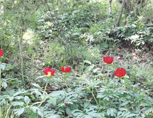 Flower symbol of Expo 2016 subject of debate