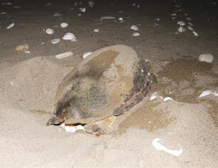 Caretta carettas laying eggs on southern Turkish beaches