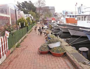 Show mercy to stray animals: Turkish minister