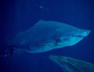 15-year-old girl killed in beach shark attack off French island