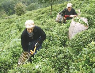 Over half of women at work unregistered in Turkey: Data