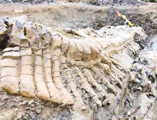 Archaeologists discover dinosaur tail in Northern part of Mexico