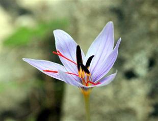 Environment Ministry gives green light to build hydroelectric plant in national park