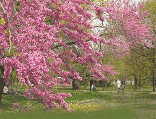 Kadıköy’s parks host concerts