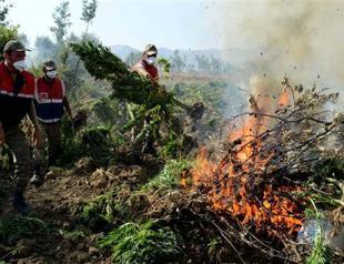 250 million Turkish Liras worth of cannabis destroyed in drugs operation