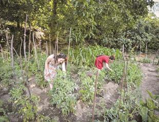 Residents of Kuzguncuk act to save their gardens