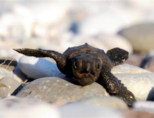 Special ambulance to the rescue of caretta carettas in distress on Turkey’s busy southern coast
