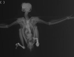 Renegade bird accused of being an Israeli spy cleared after careful examination in Turkey