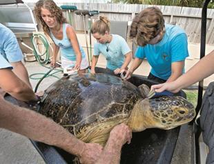 Old sea turtle rescued from Las Vegas casino
