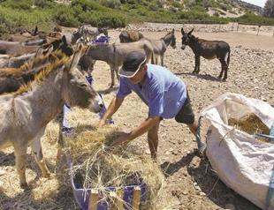 Association and sector group ready to battle over donkeys on Aegean island