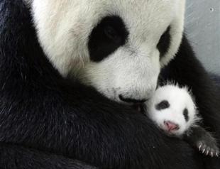 Ya Ya the giant panda heading to China after 20 years in US