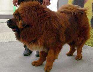 Chinese zoo under fire for disguising hairy dog as lion