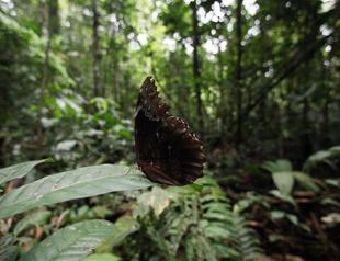 To protect Amazon, Colombia enlarges nature reserve