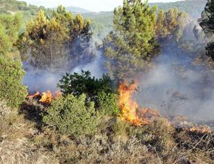 Fire breaks out in forested area in Istanbul