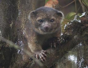 Introducing the olinguito, the newest mammal discovery