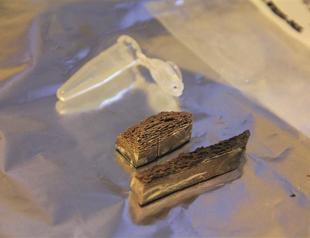 Ancient DNA shows story of the horse