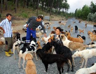 Dog shelter evacuated as flames near during forest fire in Dalaman