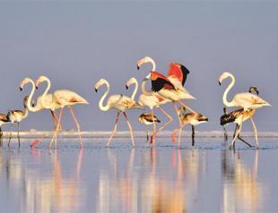 Flamingos prepare to take flight on southward journey