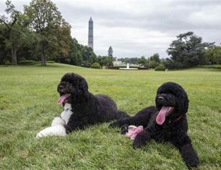 Obama welcomes new puppy named Sunny to White House