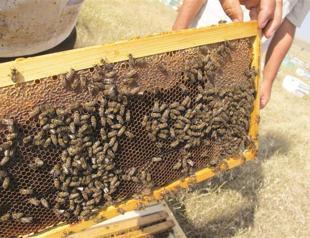 Land of Kars flows with liquid gold: Honey