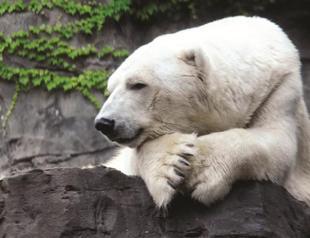 Central Park Zoo’s beloved bear dies