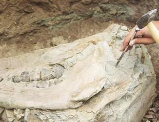 Hyena skull from millions of years ago unearthed in Turkeys Çankırı