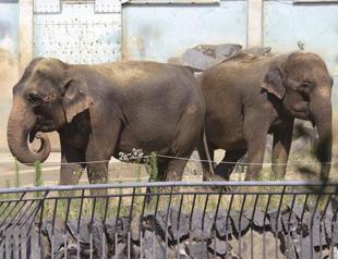 French elephants spared death head to royal home