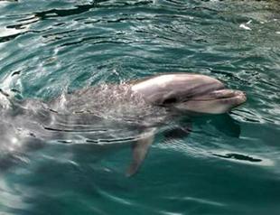 Dolphin in captivity dies from cancer aggravated by stress in Turkey, rights group claims