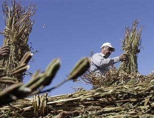 Israel okays 5,000 West Bank Palestinian work permits
