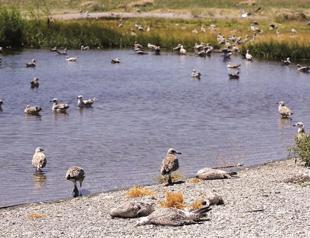 Deaths of young seagulls raise fears in Van’s island