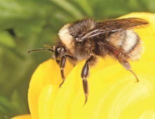 Return of bumblebee stirs scientific buzz