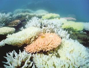 US drops bombs on Great Barrier Reef